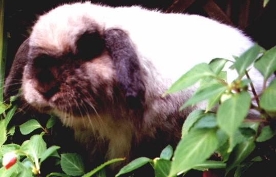 my bunny Boo Boo